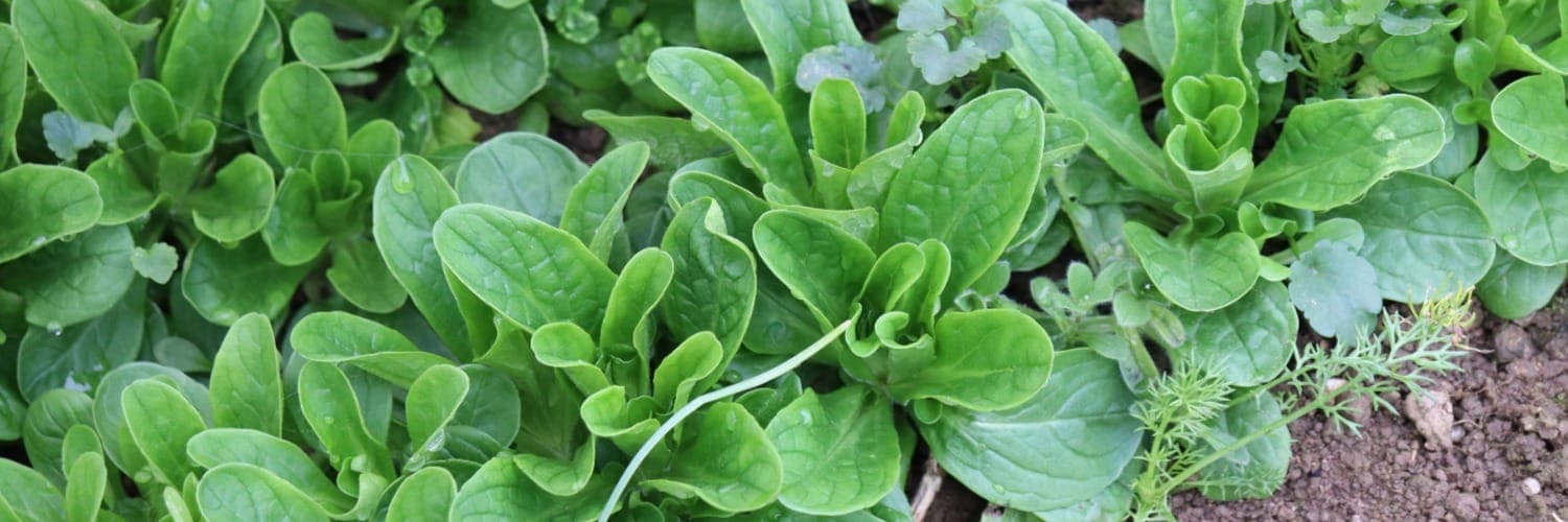 Bannière de Un Jardin à Croquer