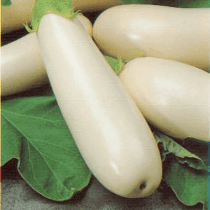 Plant d’aubergine blanche Dourga