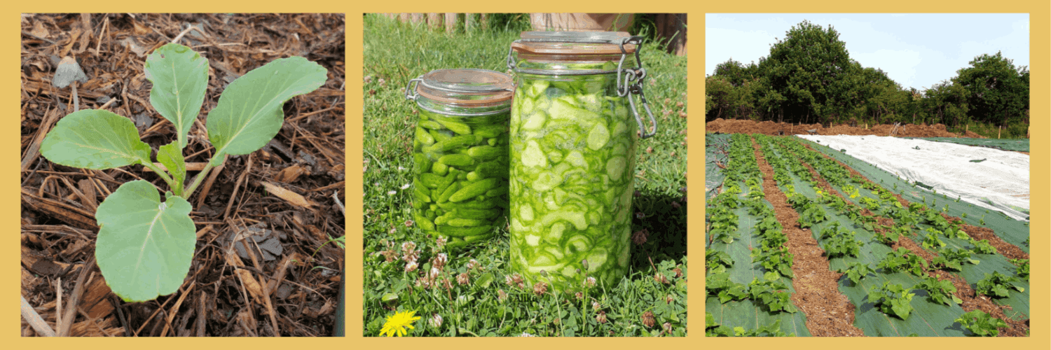 Bannière de Les Légumes d'Hortense