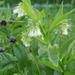 Plant de fleur Grande consoude