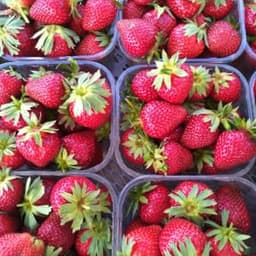 Les jardins d'Élodie Les jardins d'Élodie #8