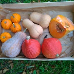 Colis "courges n°1" -