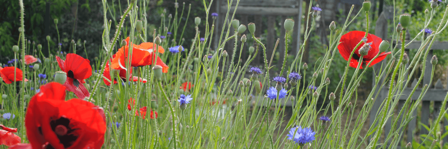 Bannière de Les Radis Actifs