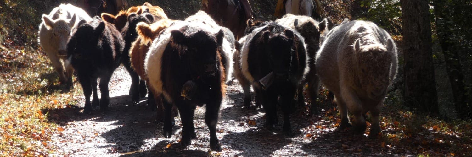 Bannière de Ferme Kesak'oh!