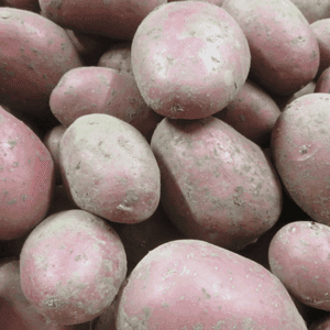 Pommes de terre Alouette - Polyvalente