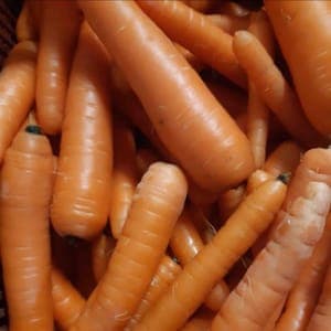 CAROTTES ORANGES