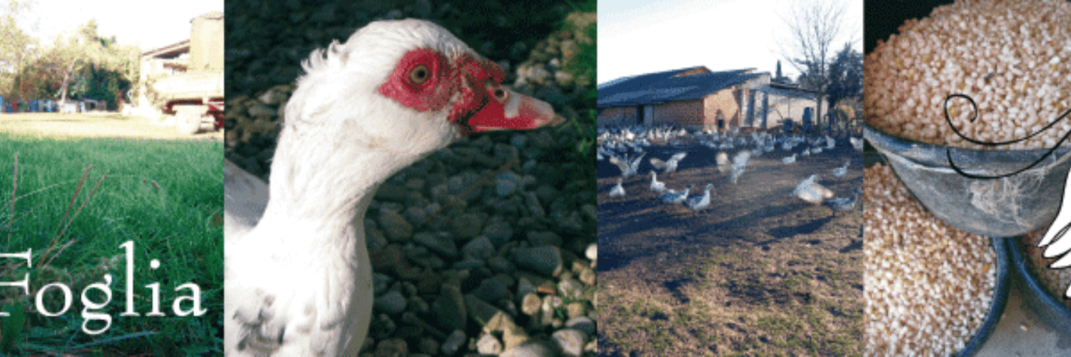 Bannière de La Ferme Jaussely Foglia