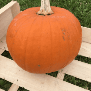 Jack'O Lanterne