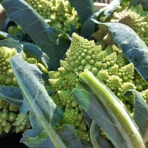 Chou romanesco
