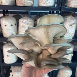 King Pleurote King Pleurote #7