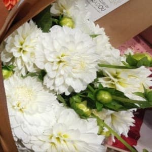 Botte de Dahlias blanc