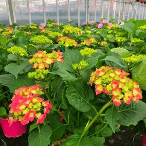 Hortensias Macrofila Fleurs classiques