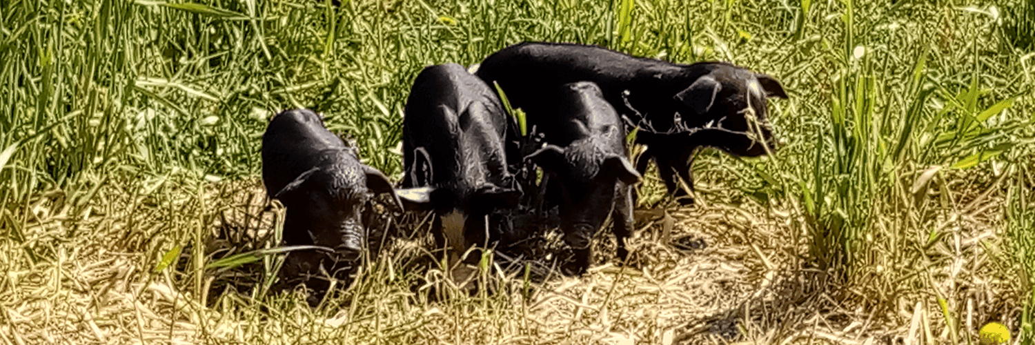 Bannière de FERME DU PORC QUI DORE