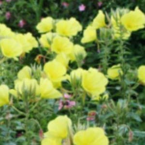 Plant de fleur Onagre