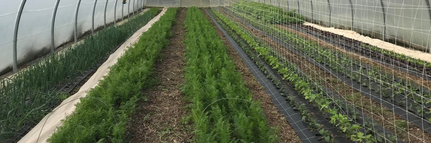 Bannière de Atelier Potager