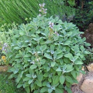 Plant de vivace Sauge officinale