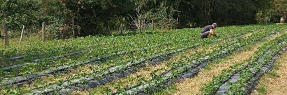 Bannière de ferme de la Massonne