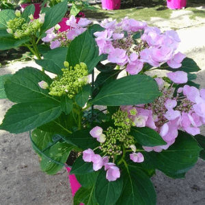 Hortensias Macrofila