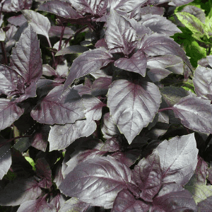 Plant d’aromatique Basilic pourpre
