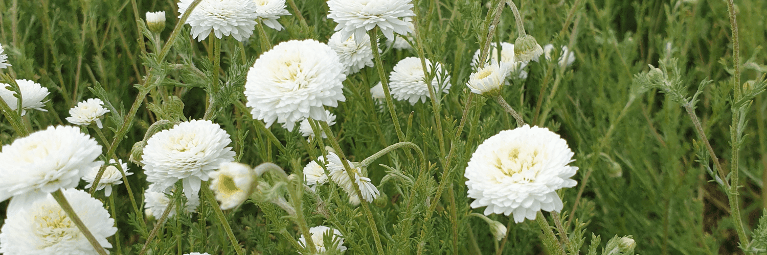 Bannière de Les Herb' à Gé