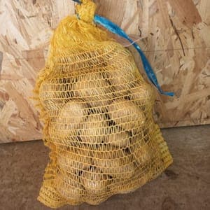 Pomme de terre Agria