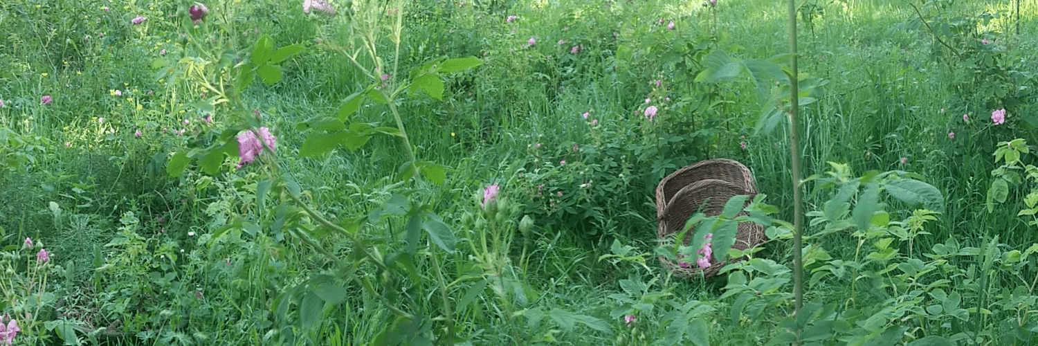 Bannière de L'HerbÔmobilisterie