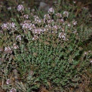 Plant Thym