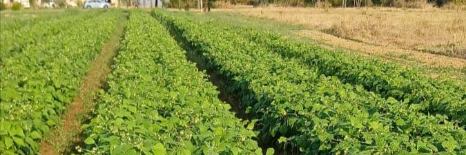 Bannière de Matthieu Mamprin légumes de la ferme