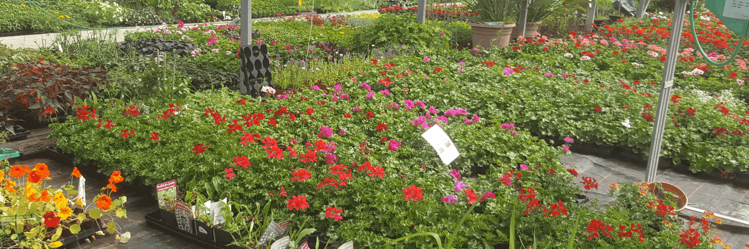 Bannière de HORTIPASSION