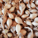 Bulbilles oignons jaunes 250 g