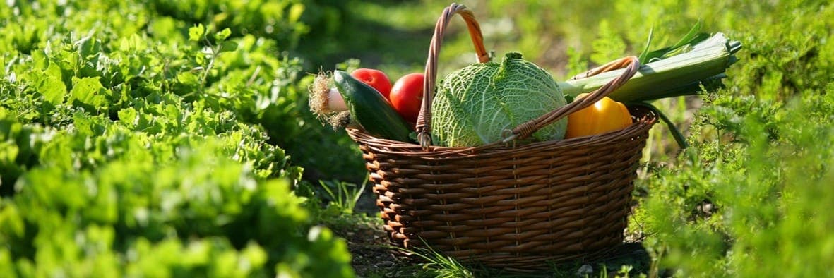 Bannière de Les Jardins de la Genette