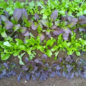 Mesclun