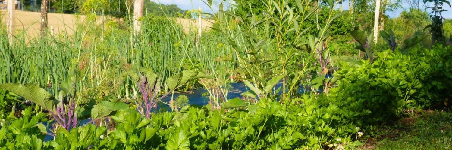 Bannière de Les Jardins de la Lupte