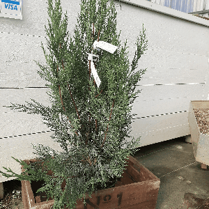 Cupressocyparis Leylandii