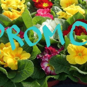 Primevère Pot de 10.5