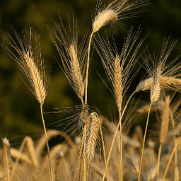 Ferme La Dynamo Ferme La Dynamo #8