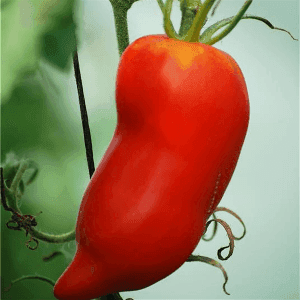 Plant de tomate Andine Cornue