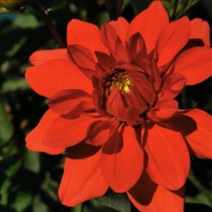 Botte de Dahlias rouge