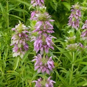 Plant d'aromatique vivace Monarde citronnée