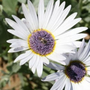 Plant de fleur Marguerite africaine
