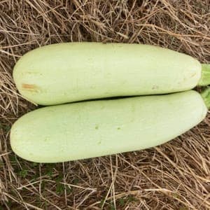 Courgettes Couleur crème en Duo (Lot de 2)