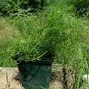 Plant Camomille matricaire