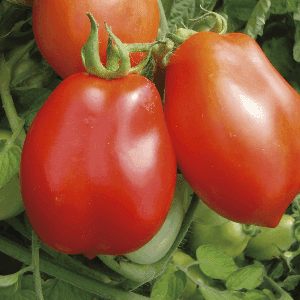 Plant de tomate Roma
