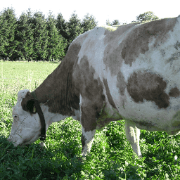 Ferme Guillaume Legoy Ferme Guillaume Legoy #4