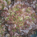 salade feuille de chêne brune