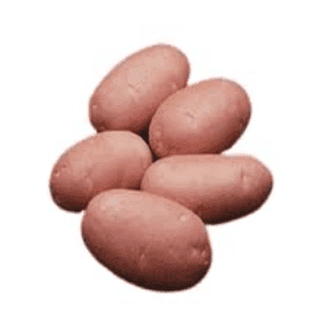 Pommes de terre nouvelles