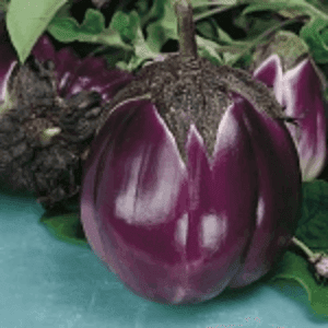 Plant d’aubergine Violette de Florence