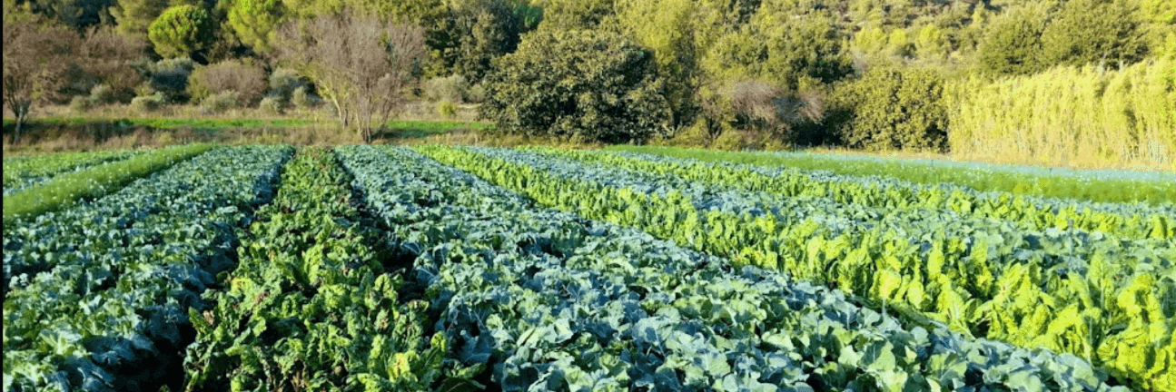 Bannière de LE CABANON BIO