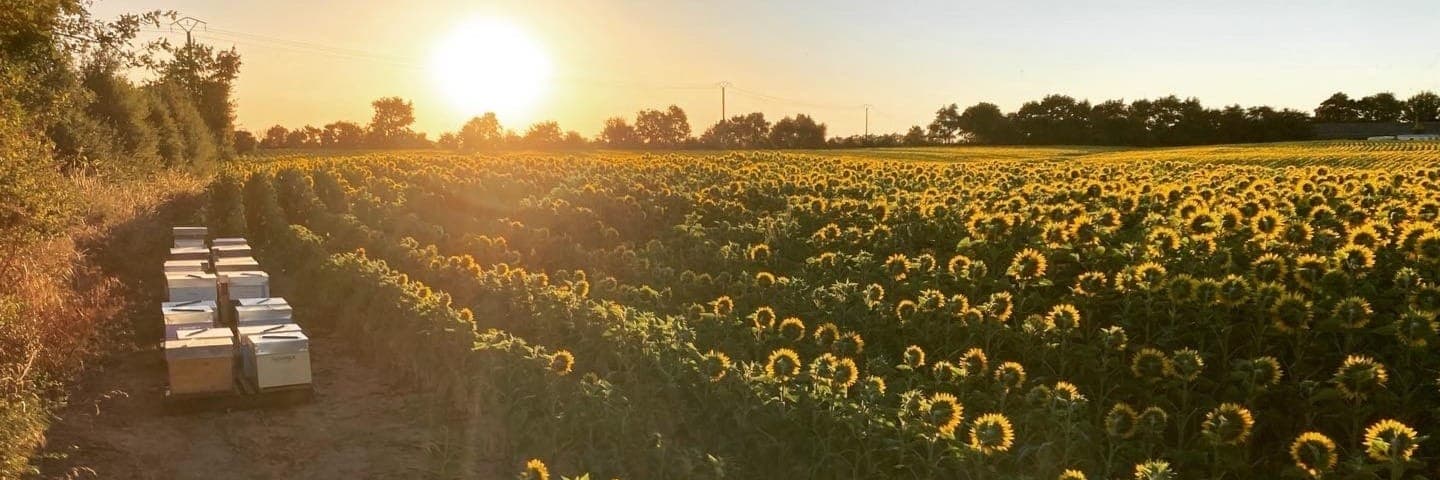 Bannière de L'abeille océane