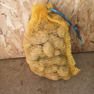 Pomme de terre Agria